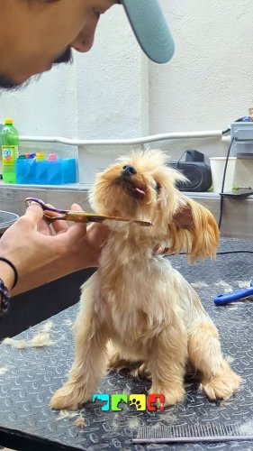 Video post from medicalpettj.