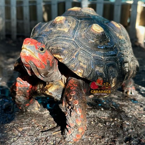 Photo post from carapacecritters.