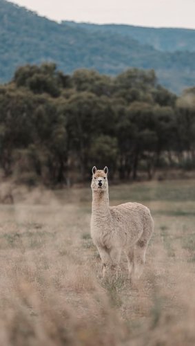 Video post from in2thewild.aus.