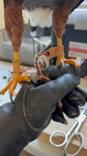 Video post from desertkingsfalconry.