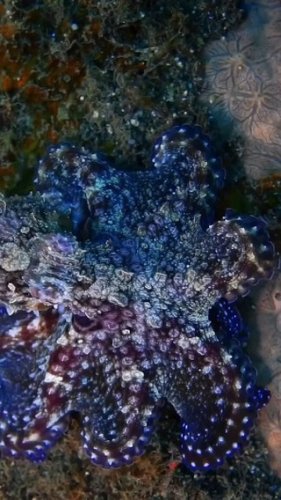 Video post from beautiful_octopus_1.