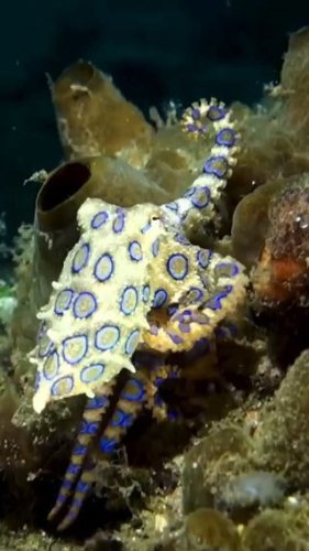 Video post from beautiful_octopus_1.