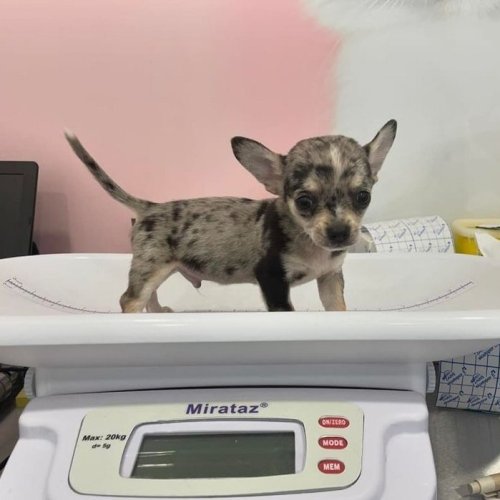 Carousel post from clinica_veterinaria_dourosul.