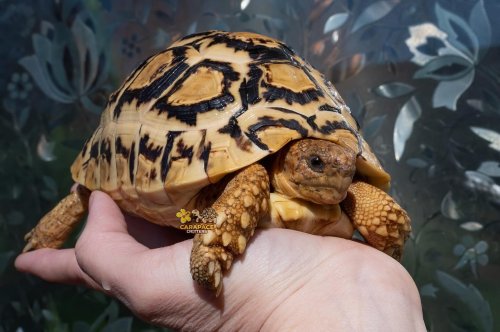 Carousel post from carapacecritters.