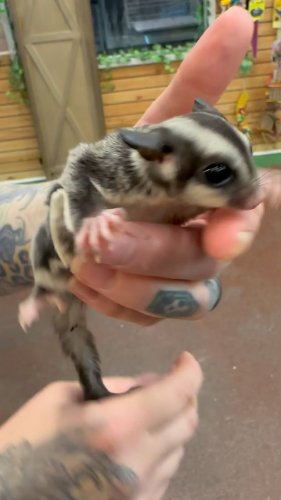 Video post from njexoticpets.