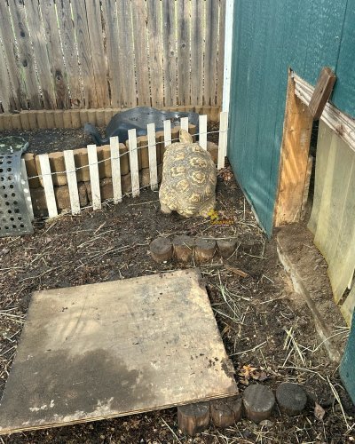 Photo post from carapacecritters.