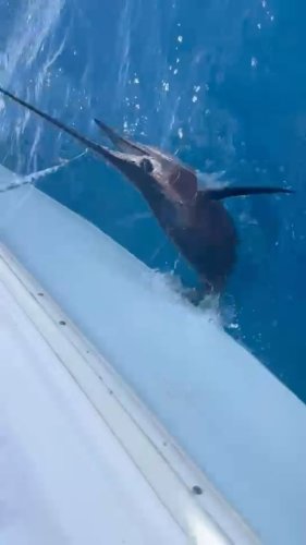 Video post from ejs_fishing_charters.