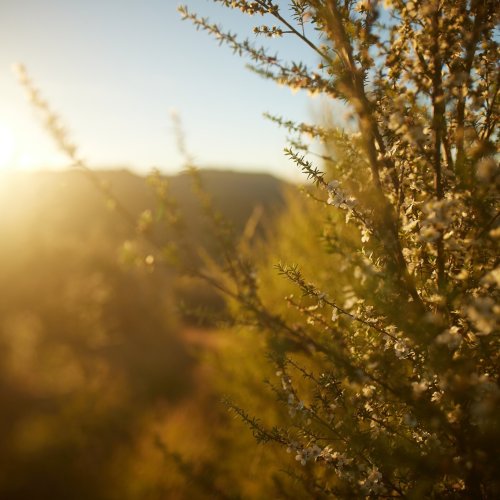 Carousel post from comvita_au.