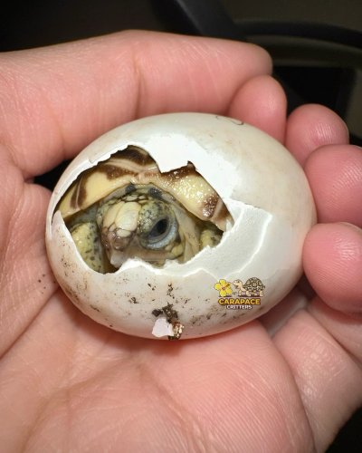 Photo post from carapacecritters.