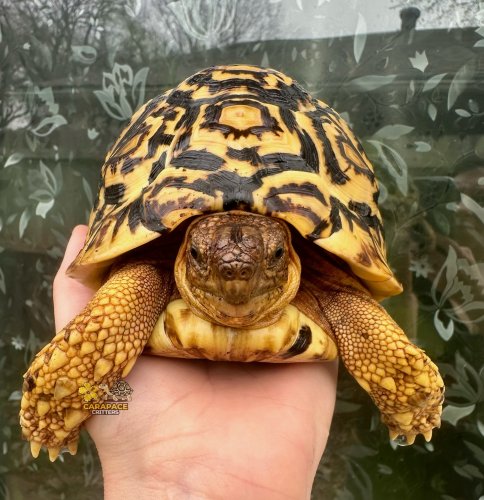 Photo post from carapacecritters.