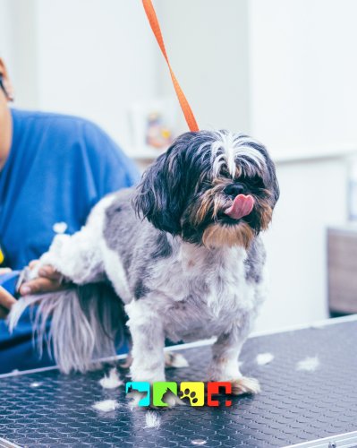 Photo post from medicalpettj.