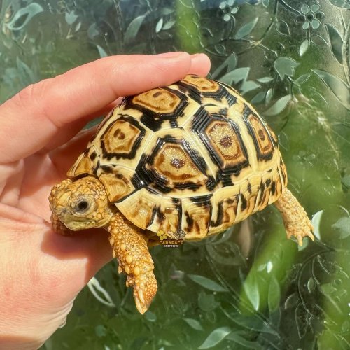 Photo post from carapacecritters.