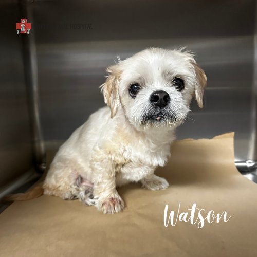 Carousel post from familyanimalhospitalcm.