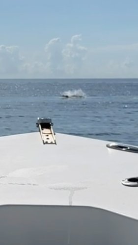 Video post from ejs_fishing_charters.