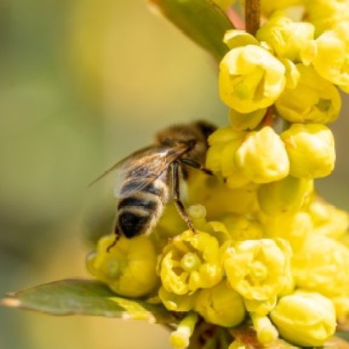 Photo post from comvita_au.