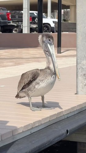 Video post from ejs_fishing_charters.