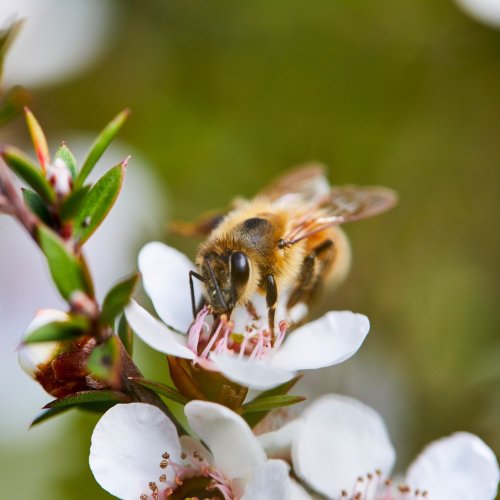 Photo post from comvita_au.