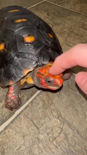 Video post from carapacecritters.