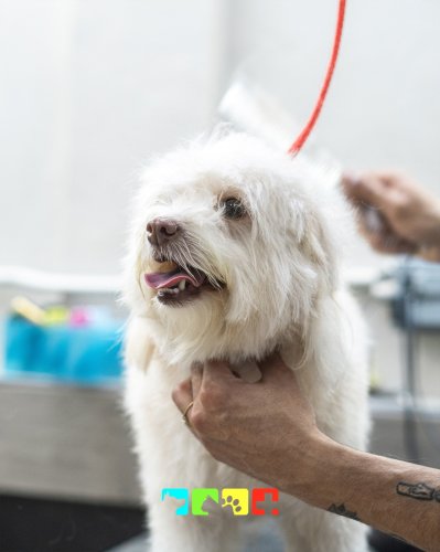 Carousel post from medicalpettj.