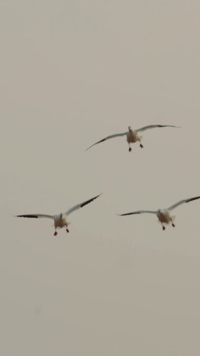 Video post from northernskiesoutfitters.