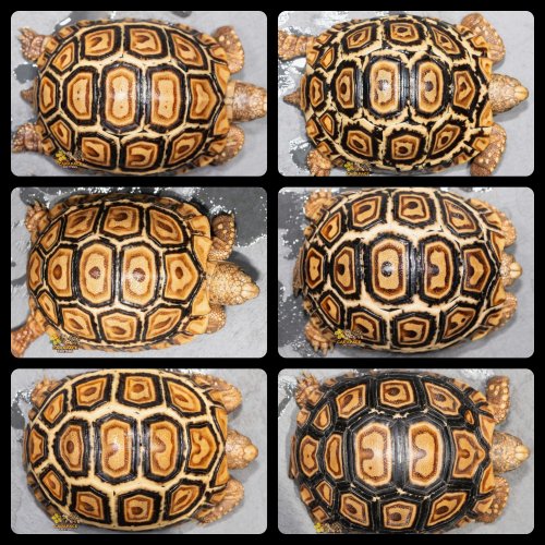 Photo post from carapacecritters.