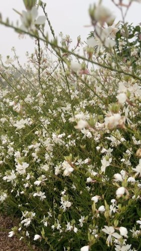 Video post from sussexprairies.