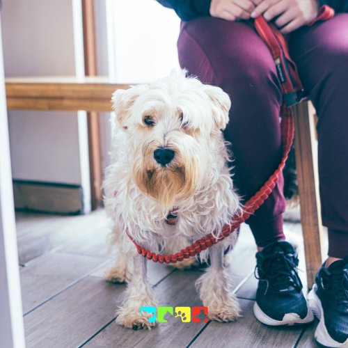 Photo post from medicalpettj.