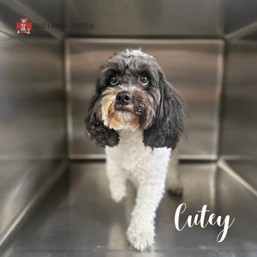 Carousel post from familyanimalhospitalcm.