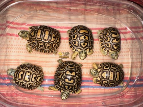 Photo post from carapacecritters.