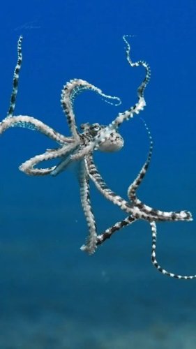 Video post from beautiful_octopus_1.