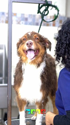 Video post from medicalpettj.