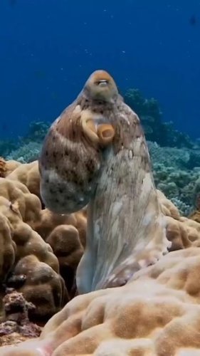 Video post from beautiful_octopus_1.