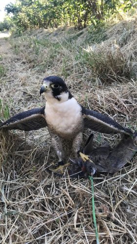 Video post from desertkingsfalconry.