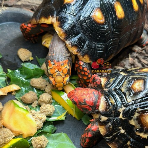 Photo post from carapacecritters.