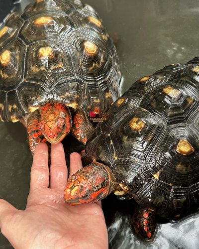 Photo post from carapacecritters.