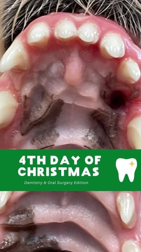 Video post from toothy.thomson.