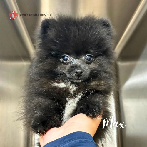 Photo post from familyanimalhospitalcm.