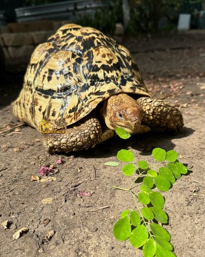 Carousel post from carapacecritters.