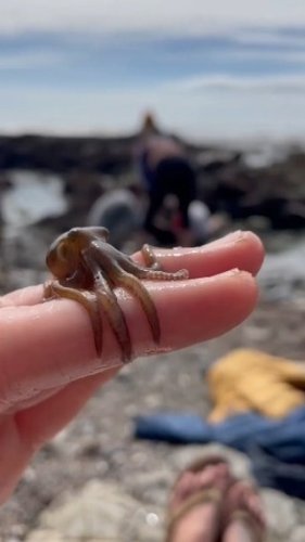 Video post from beautiful_octopus_1.