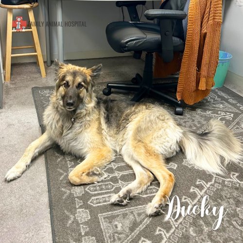 Photo post from familyanimalhospitalcm.