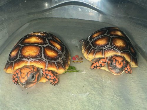 Photo post from carapacecritters.