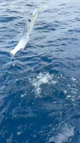 Video post from ejs_fishing_charters.