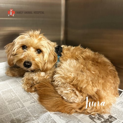 Photo post from familyanimalhospitalcm.