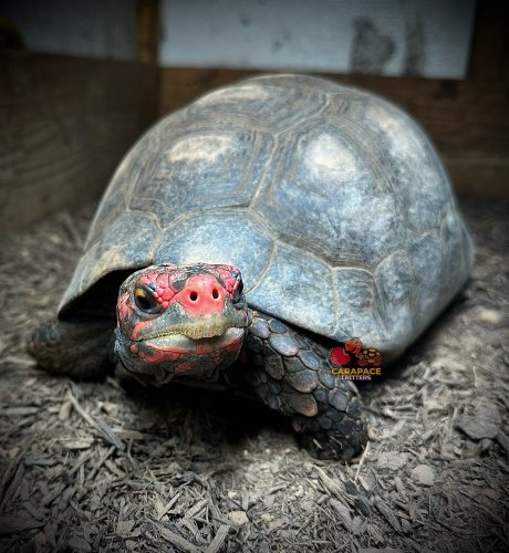 Photo post from carapacecritters.