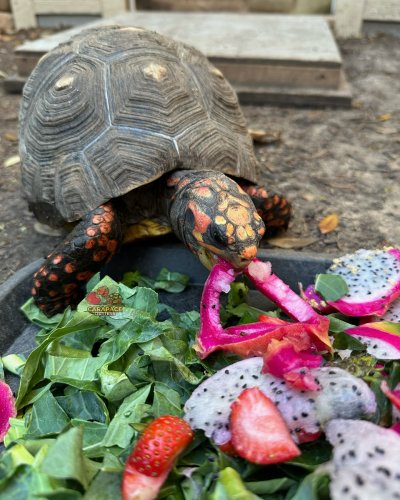 Photo post from carapacecritters.