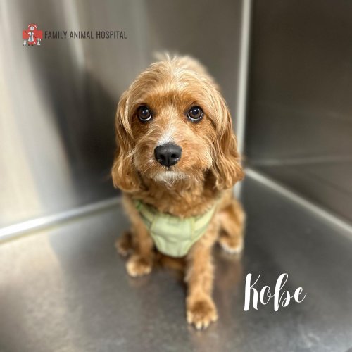 Carousel post from familyanimalhospitalcm.