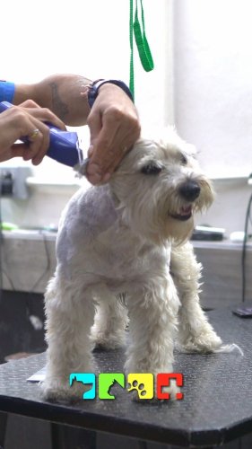 Video post from medicalpettj.