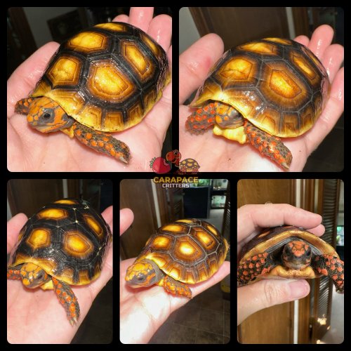 Photo post from carapacecritters.