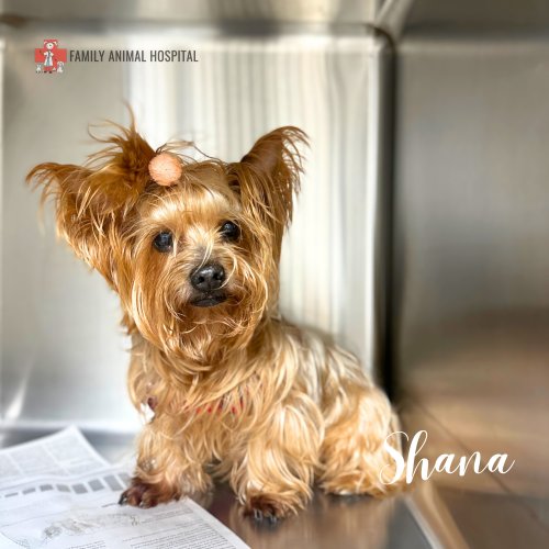 Photo post from familyanimalhospitalcm.