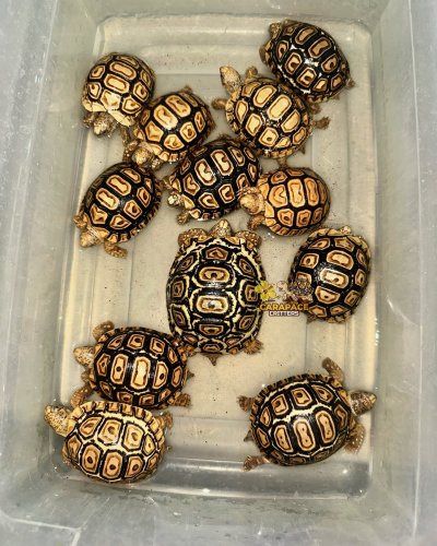 Photo post from carapacecritters.